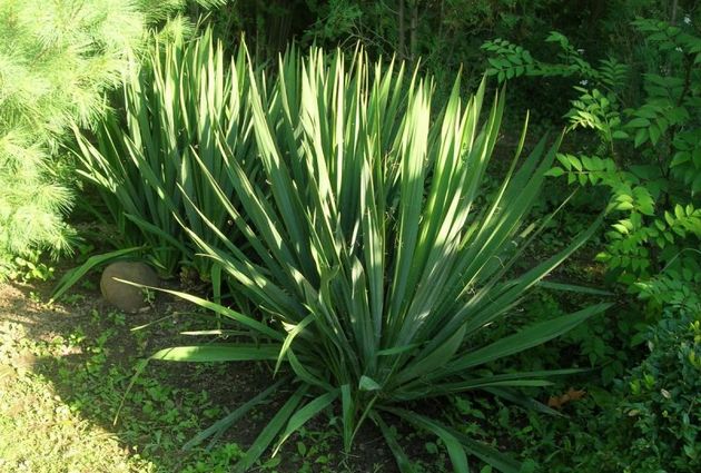 Yucca garden: photo and description