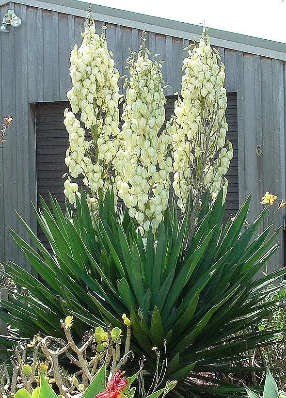 Yucca garden: photo and description