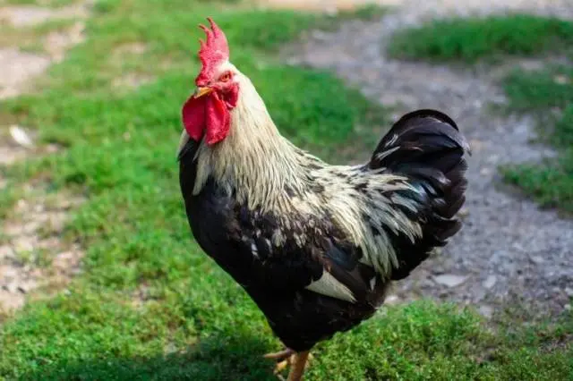 Yurlovskaya breed of chickens