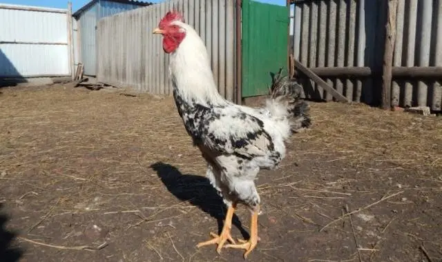 Yurlovskaya breed of chickens