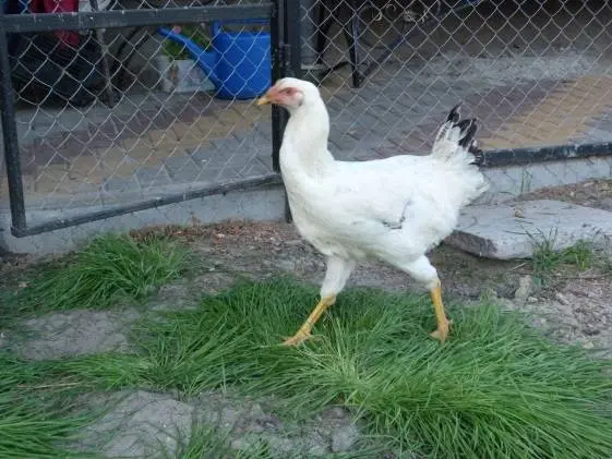 Yurlovskaya breed of chickens