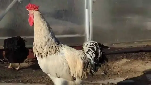 Yurlovskaya breed of chickens