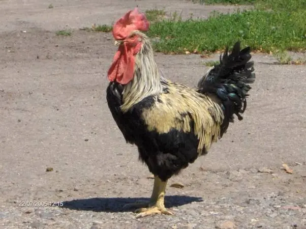 Yurlovskaya breed of chickens