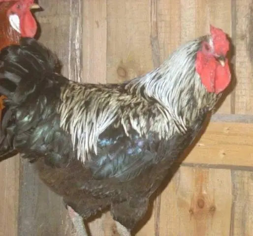 Yurlovskaya breed of chickens