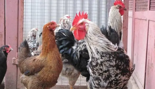 Yurlovskaya breed of chickens