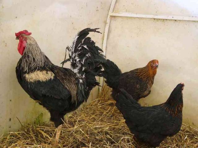 Yurlovskaya breed of chickens