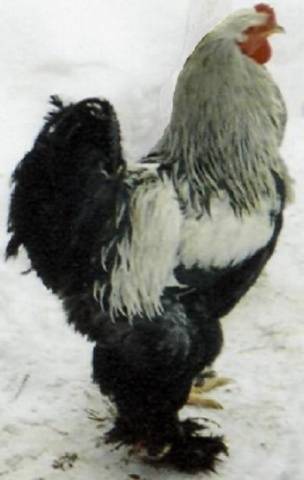 Yurlovskaya breed of chickens