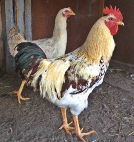 Yurlovskaya breed of chickens