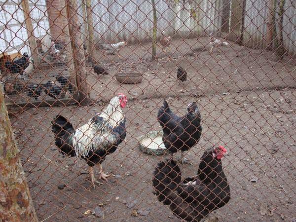 Yurlovskaya breed of chickens