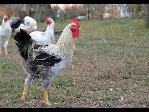 Yurlovskaya breed of chickens