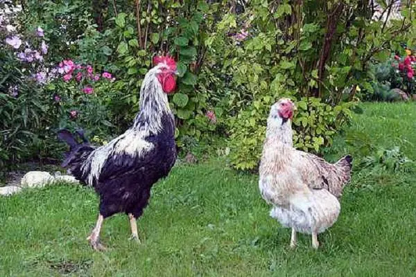 Yurlovskaya breed of chickens