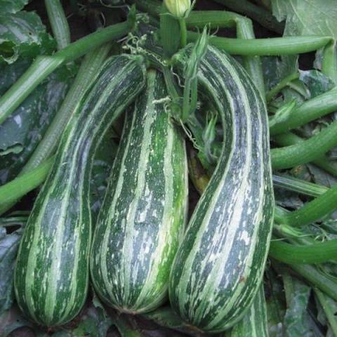 Zebra squash