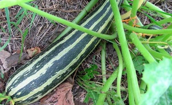 Zebra squash