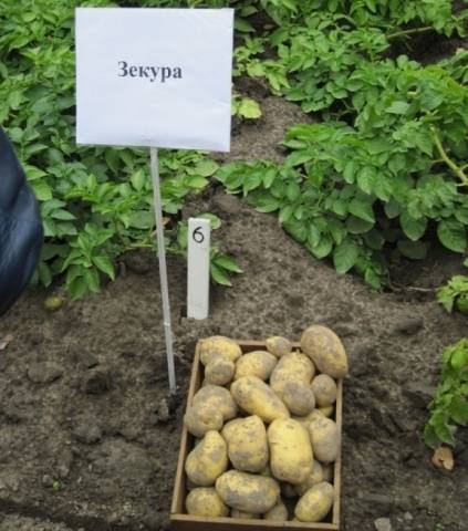 Zekura potato