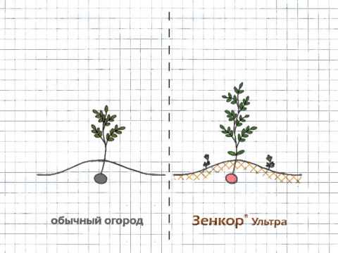 Zencor: instructions for use on potatoes 