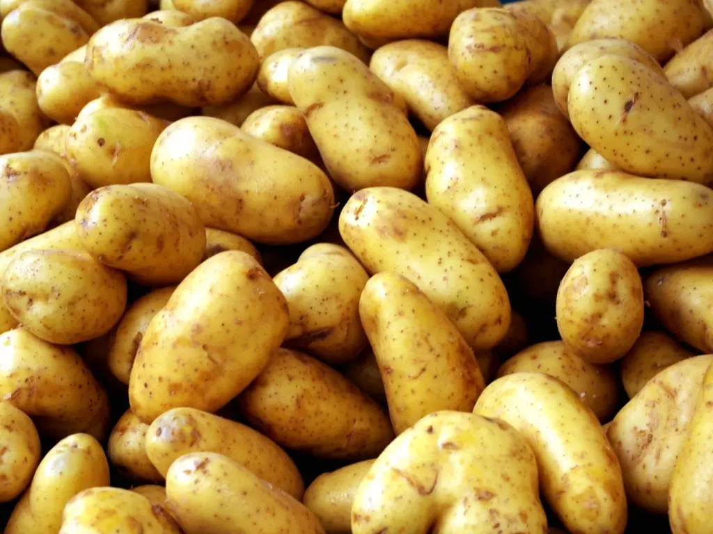 Zhukovsky potato: variety description with photo and video