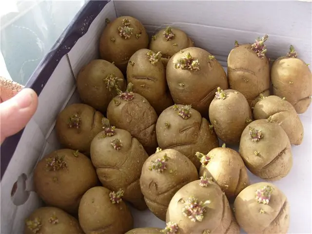 Zhukovsky potato: variety description with photo and video