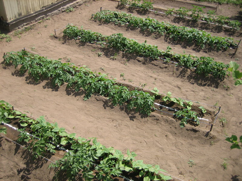 Zhukovsky potato: variety description with photo and video