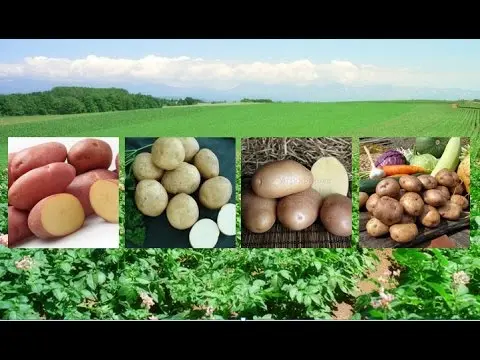 Zhukovsky potato: variety description with photo and video