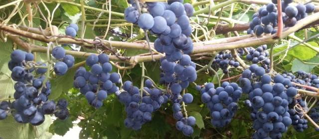 Zilga grapes