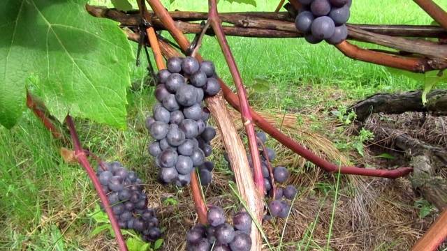 Zilga grapes