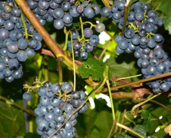 Zilga grapes