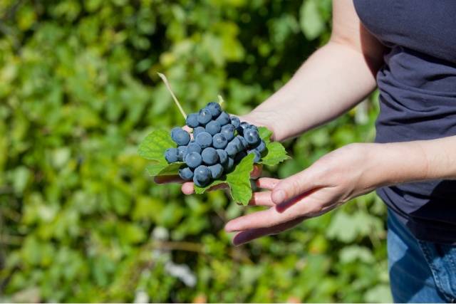 Zilga grapes