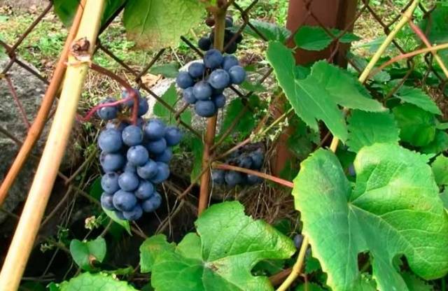 Zilga grapes