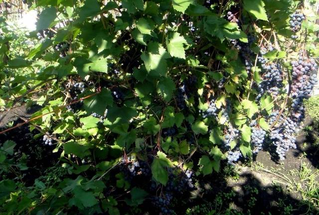 Zilga grapes