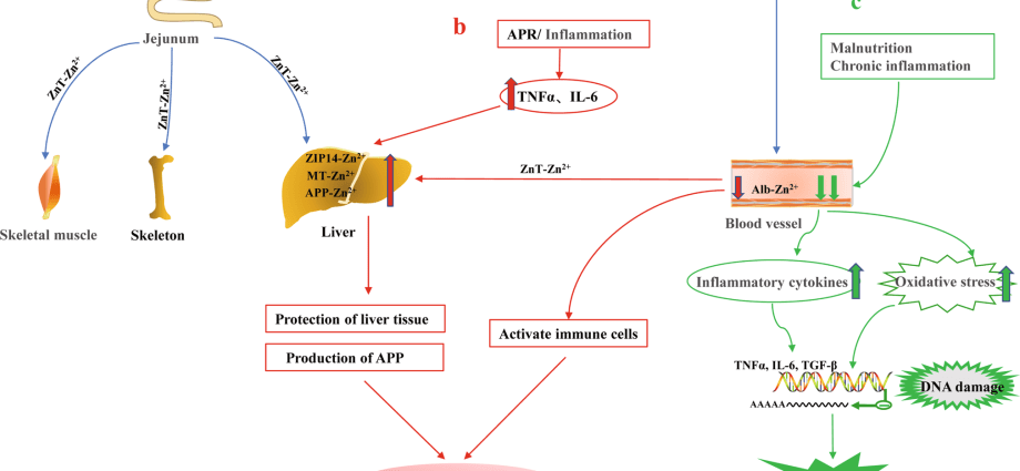 Zinc attacks tumors