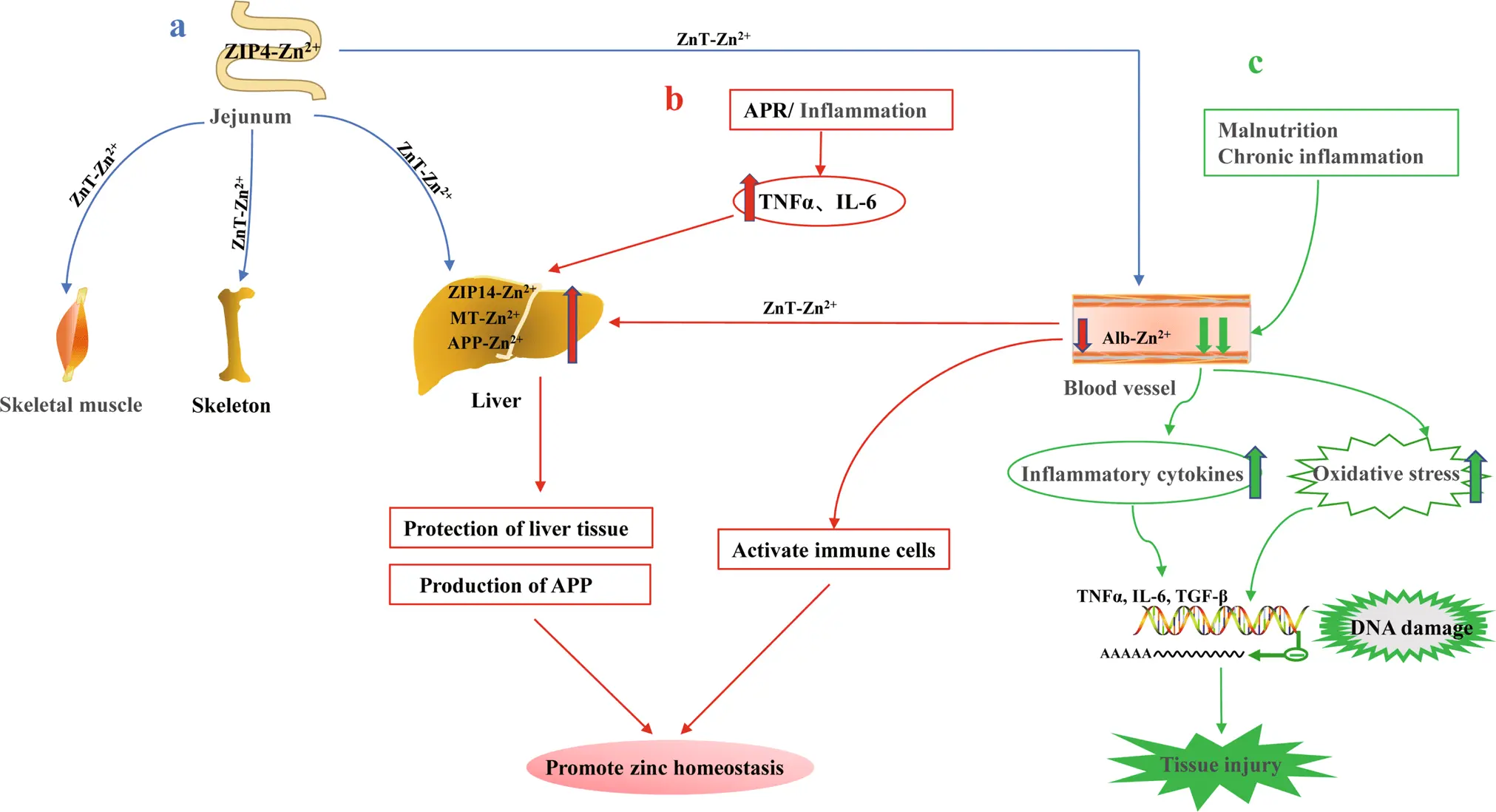 Zinc attacks tumors