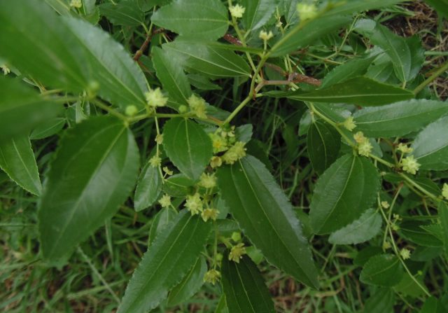 Zizifus (unabi, Chinese date): cultivation and care, reproduction, varieties