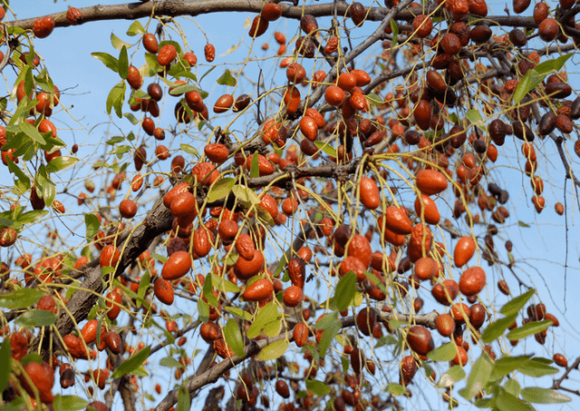 Zizifus (unabi, Chinese date): cultivation and care, reproduction, varieties