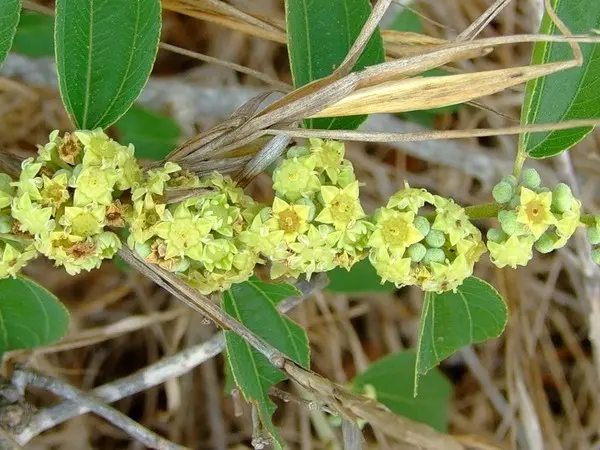 Zizifus (unabi, Chinese date): cultivation and care, reproduction, varieties