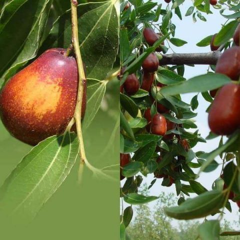 Zizifus (unabi, Chinese date): cultivation and care, reproduction, varieties