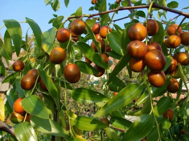 Zizifus (unabi, Chinese date): cultivation and care, reproduction, varieties