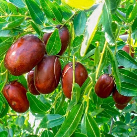 Zizifus (unabi, Chinese date): cultivation and care, reproduction, varieties