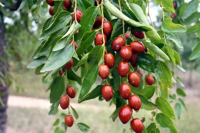 Zizifus (unabi, Chinese date): cultivation and care, reproduction, varieties