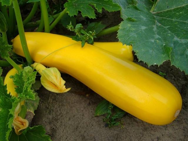 Zolotynka squash variety