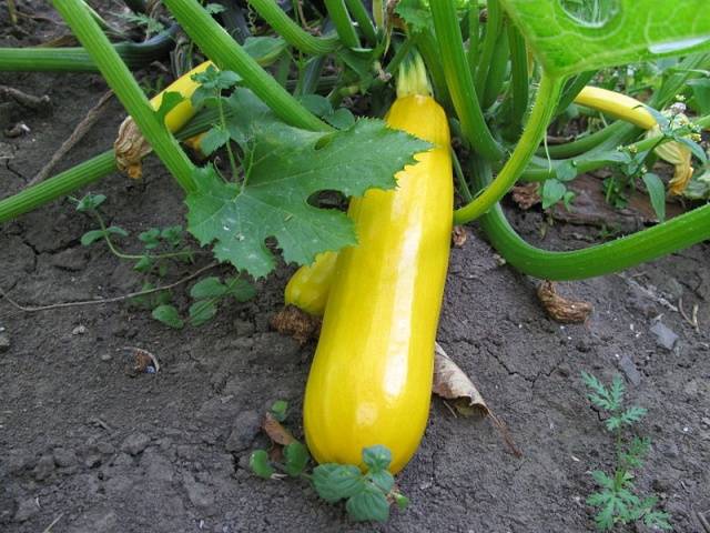 Zolotynka squash variety