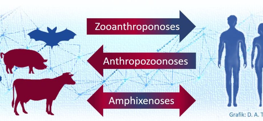 Zoonotic mycosis &#8211; causes, symptoms, treatment