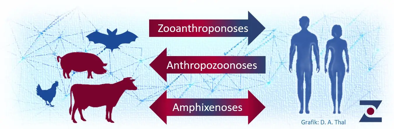 Zoonotic mycosis &#8211; causes, symptoms, treatment