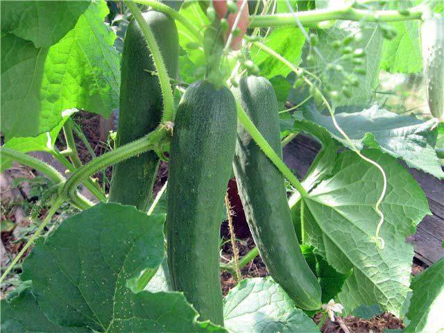 Zozulya cucumbers: growing in a greenhouse