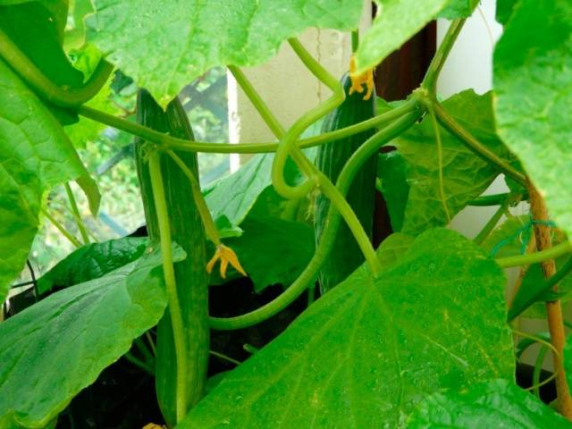 Zozulya cucumbers: growing in a greenhouse