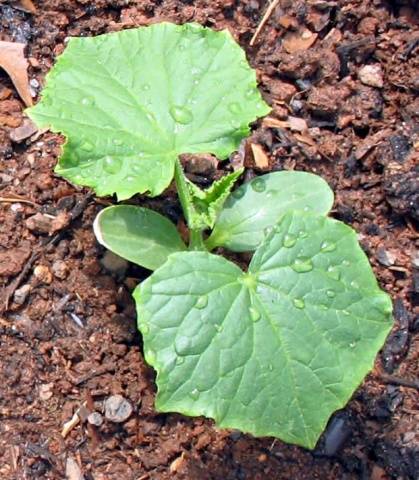 Zozulya cucumbers: growing in a greenhouse