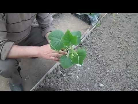 Zozulya cucumbers: growing in a greenhouse