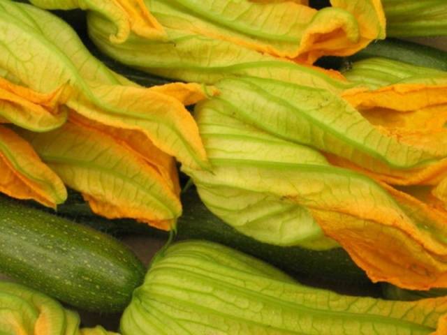 Zucchini &#8211; small varieties