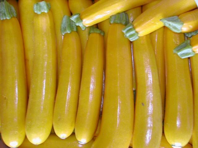 Zucchini &#8211; small varieties