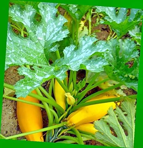 Zucchini - small varieties