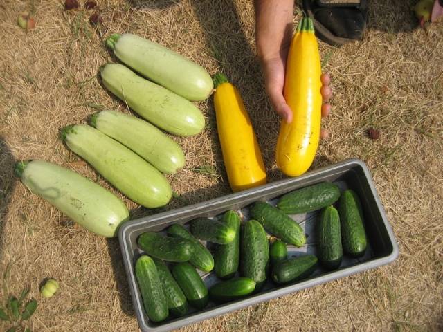 Zucchini - small varieties